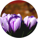 Apzeldinimas V. profile picture